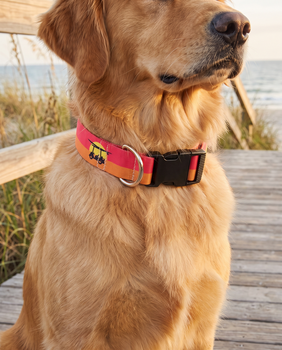 Golden retriever on a dune boardwalk wearing the Endless Sunset printed dog collar